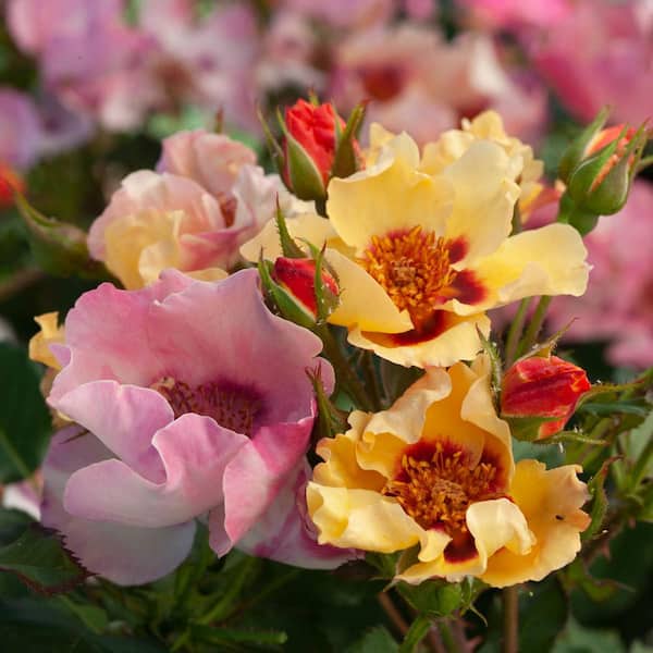 Spring Hill Nurseries 4 in. Pot in Your Eyes Shrub Rose, Live Potted Plant, Multi-Color Pastel Color Flowers (1-Pack)