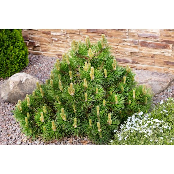 1 Gal. Dwarf Mountain Pine Mugo Shrub