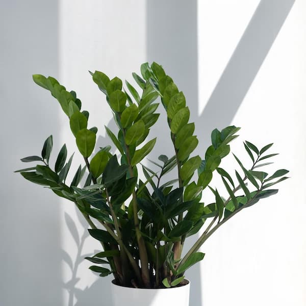 United Nursery Live ZZ Plant Zamioculcas Zamiifolia in Premium 10
