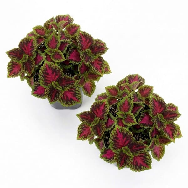 Vigoro 2.5 Qt Kong Jr. Rose in Grower's Pot (2-Packs