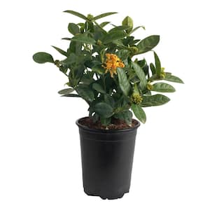 Grower's Choice Outdoor Ixora Maui Plant in 2.5 qt. Grower Pot, Avg. Shipping Height 18 in. to 24 in.