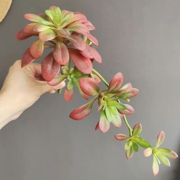 tigers jaw succulent Tiger's Jaw ( Faucaria Tigrina ) for sale