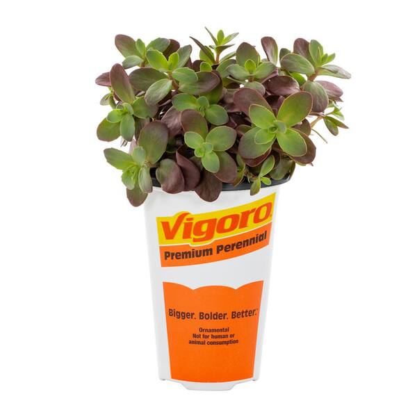 Vigoro 1.5-Pint Sedum Sunsparkler Firecracker Green Perennial