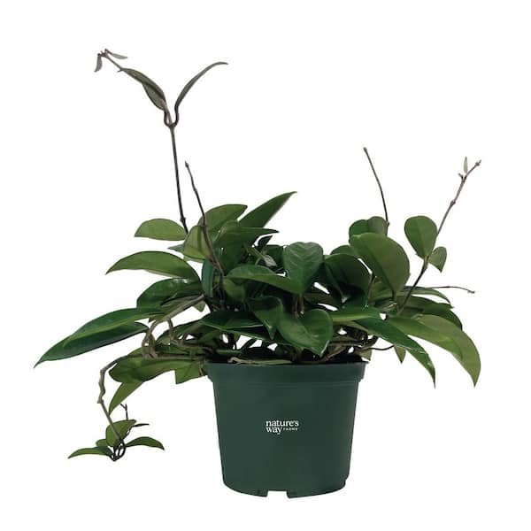 NATURE'S WAY FARMS Hoya Green Live Indoor Plant in Growers Pot Avg Shipping Height 1 ft. to 2 ft. Tall
