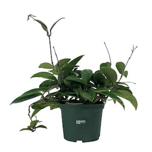 Hoya Green Live Indoor Plant in Growers Pot Avg Shipping Height 1 ft. to 2 ft. Tall