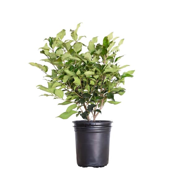 2.5 Qt. Wavy Leaf Ligustrum Recurvifolia, Evergreen Shrub, Creamy-White Flowers