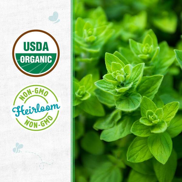 Organic Italian Oregano Seed (1-Pack)