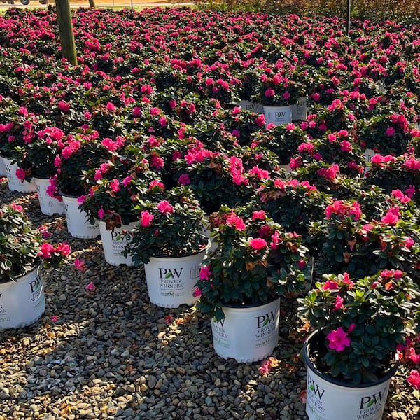 Alder & Oak #3 Container-Double Dark Pink Flowering Azalea Shrub