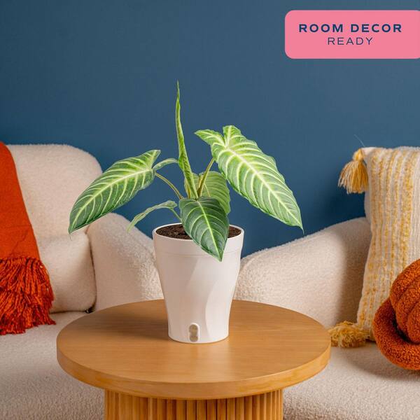 Costa Farms Trending Tropical Xanthosoma Indoor Plant in 6 in