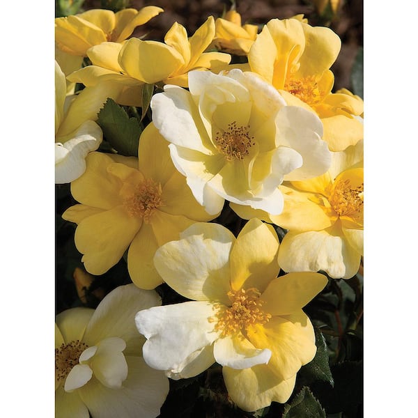 KNOCK OUT Dormant Bareroot Sunny Knock Out Rose Bush with Yellow Flowers