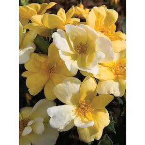 1 Gal. Sunny Knock Out Rose Bush with Yellow Flowers (2-Pack)