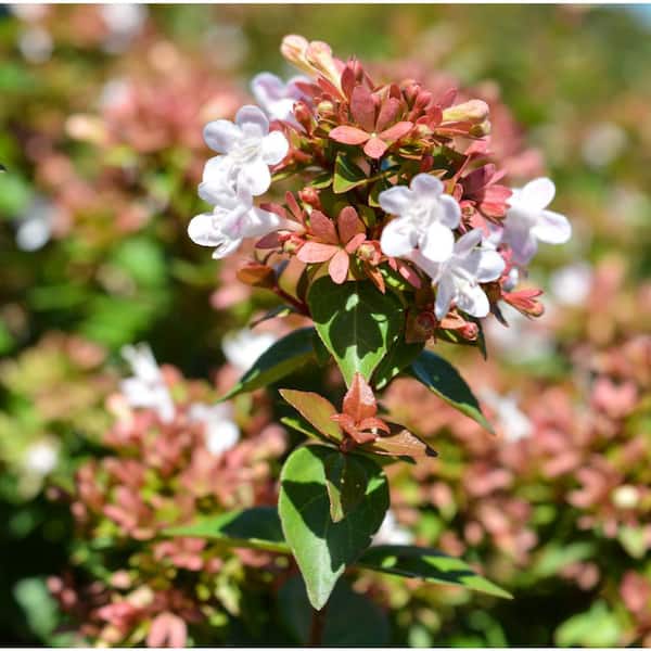 2.5 Gal. Rose Creek Abelia Shrub, Tough Plant with White Flowers that Attract Butterflies, Deer-Resistant