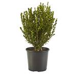 2.5 Qt. Wintergreen Boxwood Shrub Plant