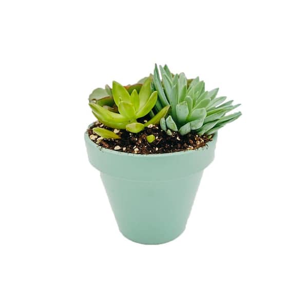 Vigoro 3 in. Succulent Garden in Teal Clay Pot