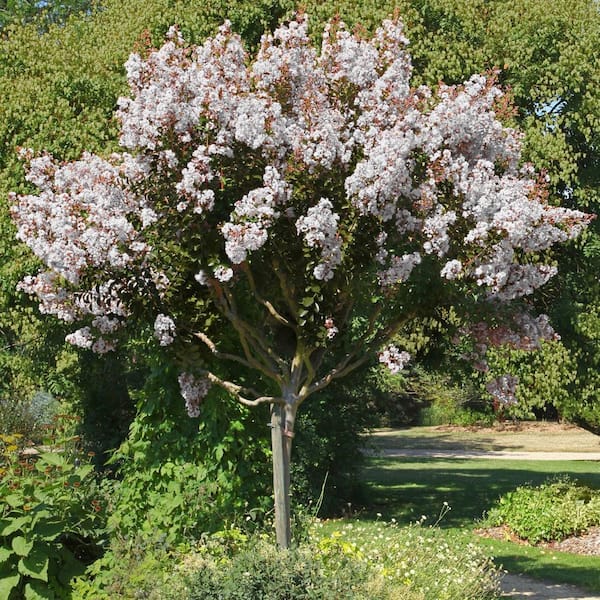 national PLANT NETWORK 3 gal. Crepe Myrtle Ebony and Ivory