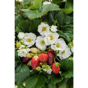 4.25 in. Eco+Grande, BerriedTreasure White Strawberry (Fragaria) Live Plant, White Flowers&Red Strawberries (4-Pack)