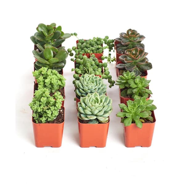 Shop Succulents 2 in. Green Succulent (Collection of 12) G12 - The