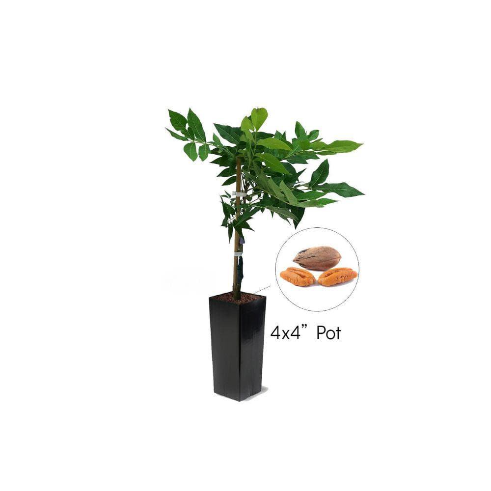 4x4 Pot Kanza Pecan Tree PECKANBP - The Home Depot