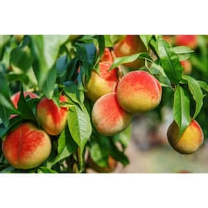 Cresthaven Peach Live Bare Root Tree 4 ft. to 5 ft. Tall, 2-Years Old