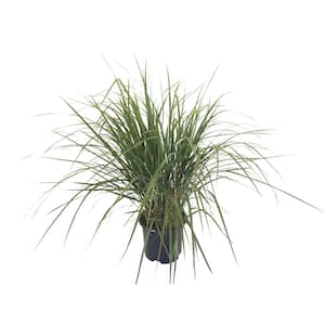 Feather Reed Grass (Calamagrostis x Acutiflora) Karl Foerster