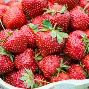 Flavorefest Strawberry (Fragaria) Live Bareoot Fruiting Plants (25-Pack)