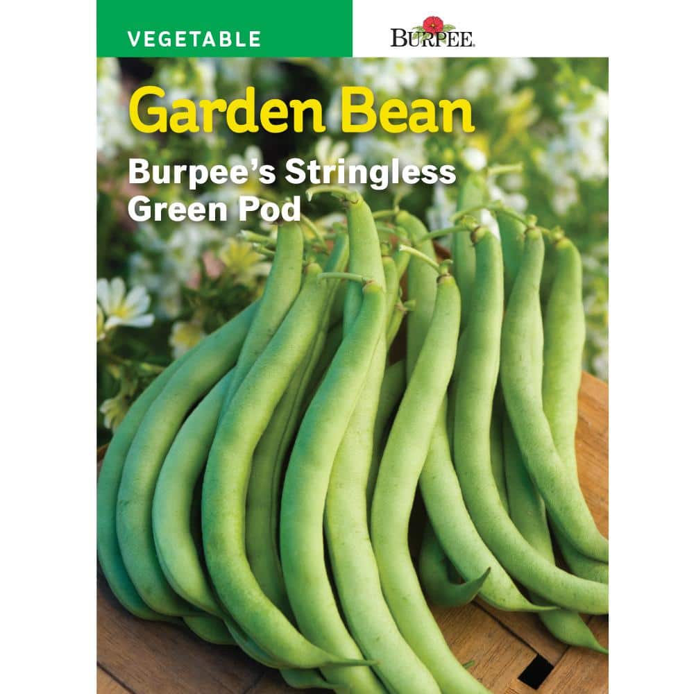 1/4 POUND BURPEE STRINGLESS BUSH BEAN 2020 non-gmo heirloom vegetable seeds!