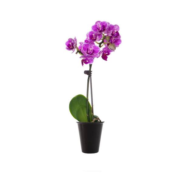 Just Add Ice Purple Mini Orchid Plant in Bio Pot