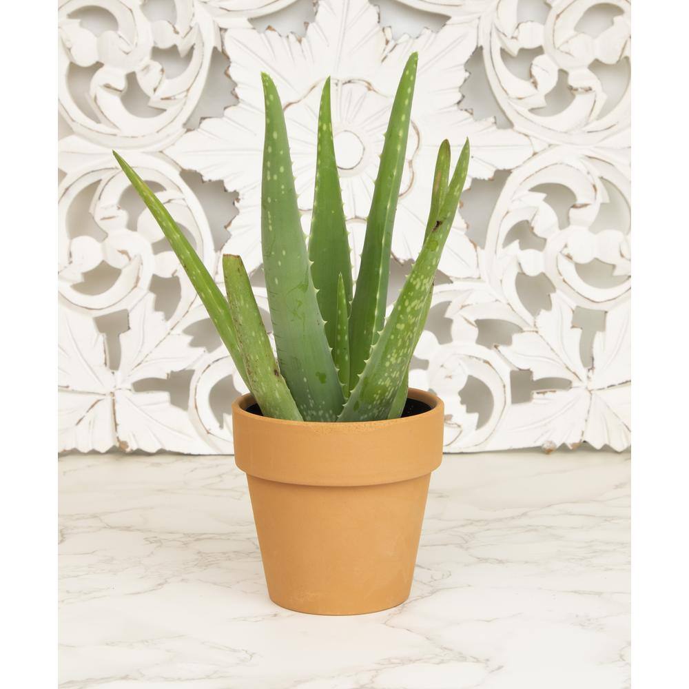 Aloe Vera Green Indoor/Outdoor Succulent Variety Pack