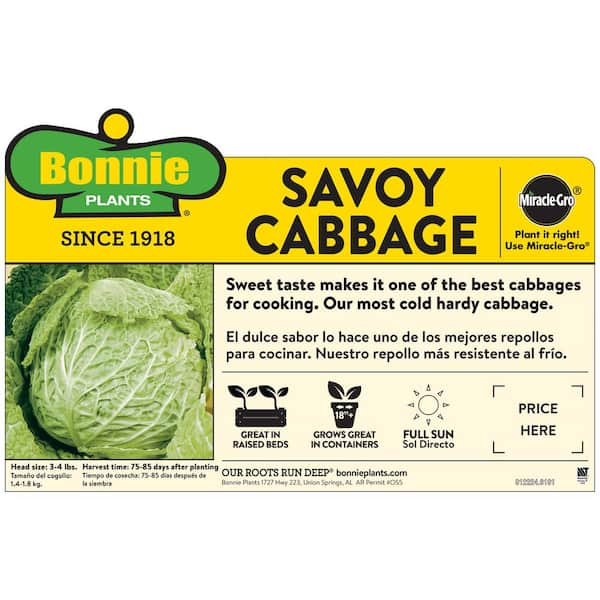 6PK Cabbage - Savoy