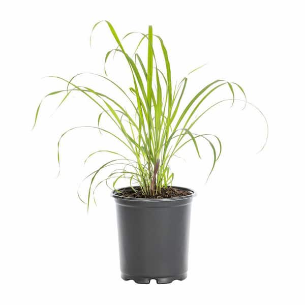 Vigoro 2.5 Qt. Lemongrass Herb Plant