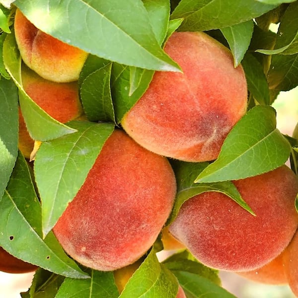 Milk‐tree♡ 5 Gal. Glo Haven Peach Tree PCHGLO05G - The Home Depot