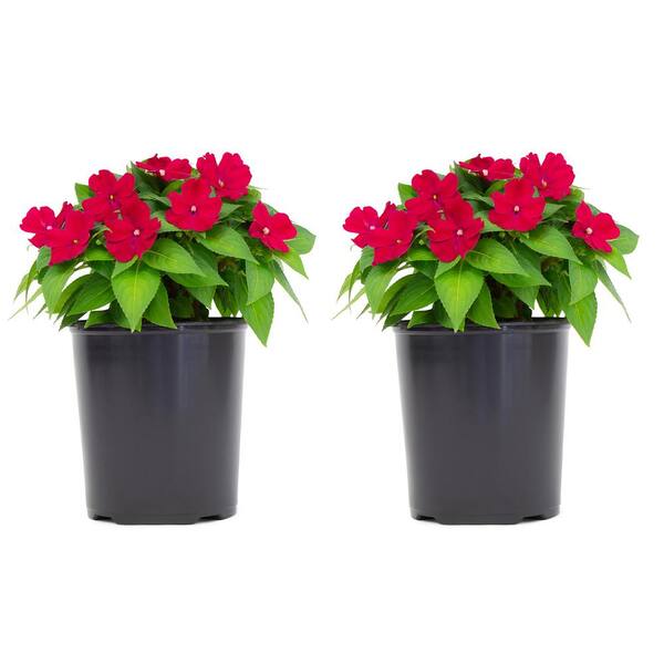 Sunpatiens 1 Gal Sunpatiens Pink Impatien Outdoor Annual Plant With Rose Flowers 2 Plants Dc1gsunrose2 The Home Depot