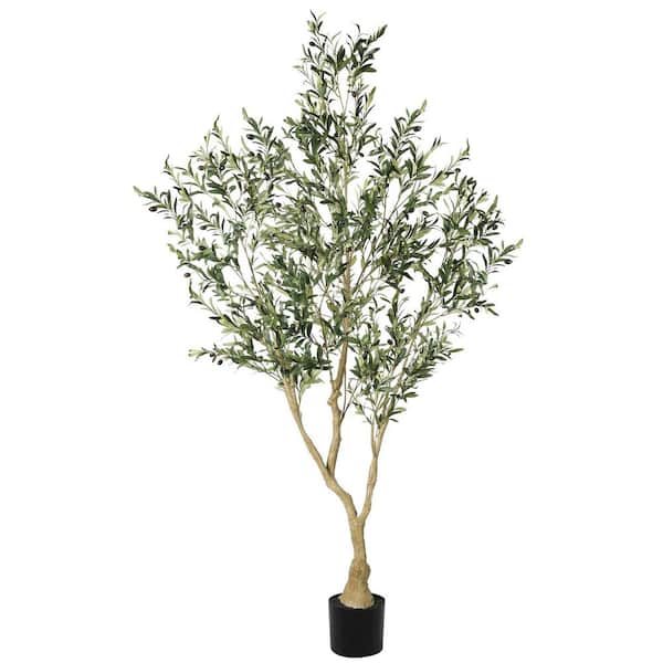 Olive Tree Home Depotnull