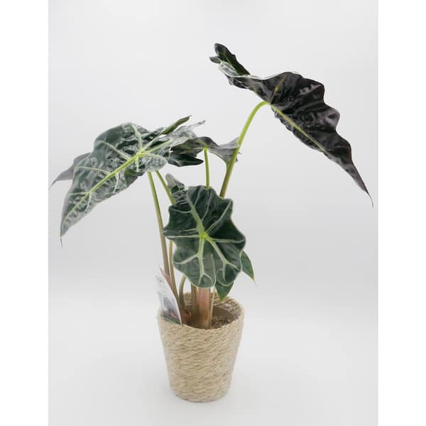 PROVEN WINNERS leafjoy Collection Alocasia Dwarf Amazonica (Amazonian Elephant Ears) Indoor Plant in 5 in Ceramic Pot, Avg Shp Ht 5 in.