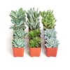Shop Succulents 2 in. Blue/Green Collection Succulent (Collection of 12 ...