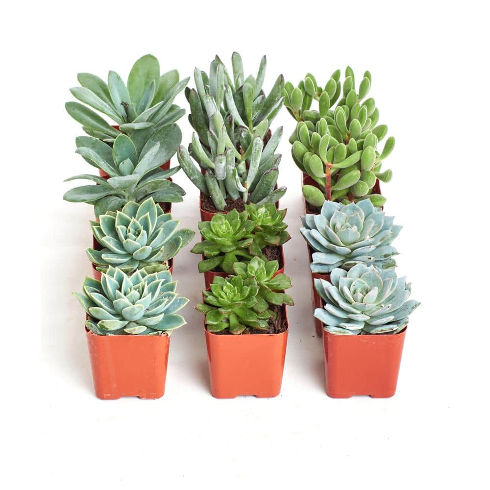 Shop Succulents 2 In. Blue/Green Collection Succulent (Collection Of 12 ...