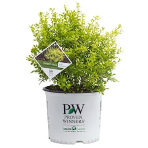 2 Gal. Sunjoy Citrus Barberry Shrub with Bright Yellow Foliage Great for Low Hedges, Deciduous