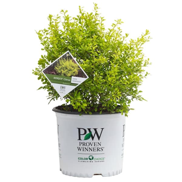 PROVEN WINNERS 2 Gal. Sunjoy Citrus Barberry Shrub with Bright Yellow ...