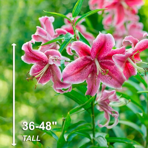 激安正規  cm, cm/18 16 Bulb State Garden Stargazer Lily Oriental フラワー・ガーデニング