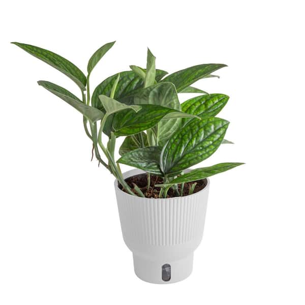 Trending Tropical Green Galaxy Monstera Philodendron Indoor Plant in 6 in. Self-Watering Pot