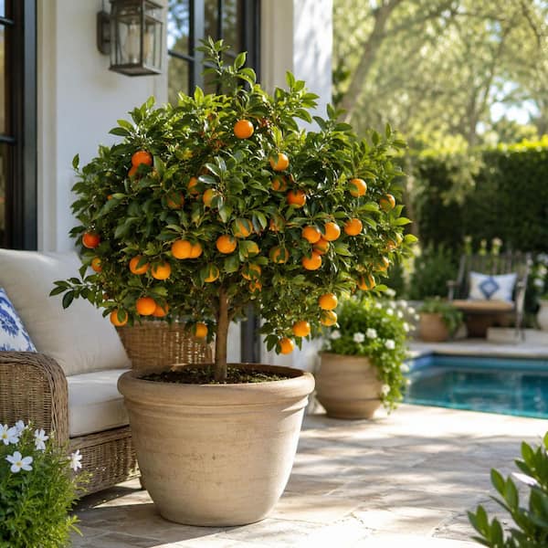 Alder & Oak 3-Container Kishu Mandarin Citrus Orange Tree Semi