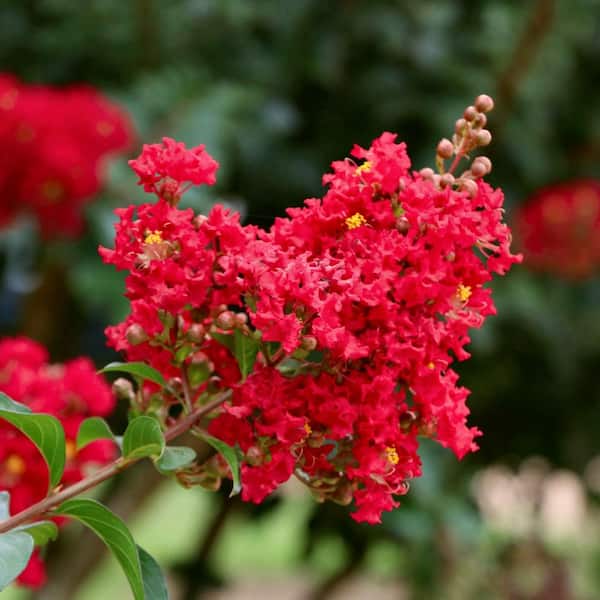 national PLANT NETWORK 3 gal. Crape Myrtle Colorama Scarlet Tree