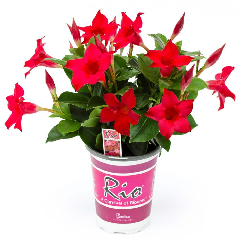 Selvforkælelse Slibende Musling Rio 1.25 Qt. (#6) Dipladenia Flowering Annual Shrub with Red Blooms  1004124216 - The Home Depot