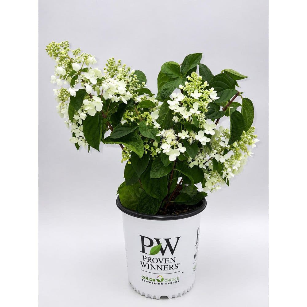 2 Gal. Pinky Winky Hydrangea (Paniculata) Live Flowering Shrub With White and Pink Flowers price history on PriceWatchPro
