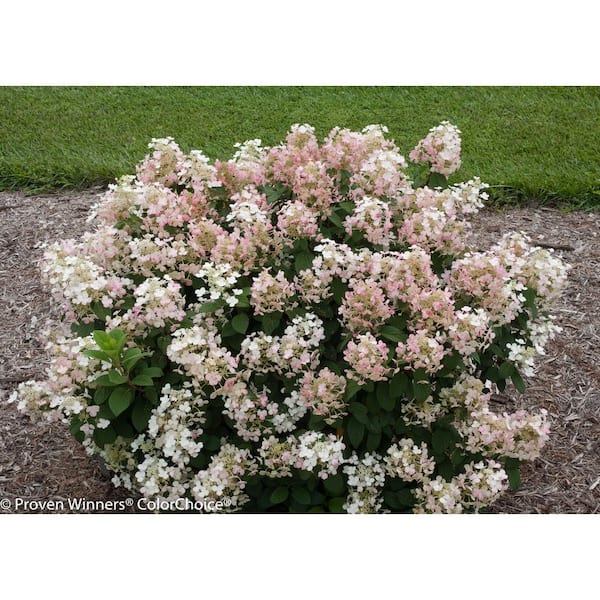 PROVEN WINNERS 1 Gal. Little Quick Fire Hardy Hydrangea (Paniculata) Live Shrub, White to Pink Flowers