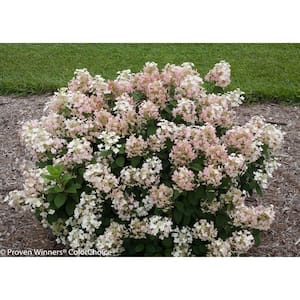 4.5 in. qt. Little Quick Fire Hardy Hydrangea (Paniculata) Live Shrub, White to Pink Flowers