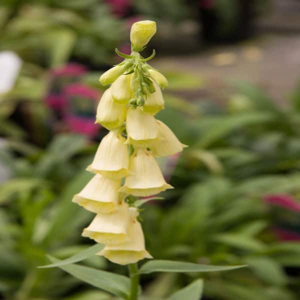 Direct Gardening 4 In. Pot, Dalmation Peach Colored Flowering
