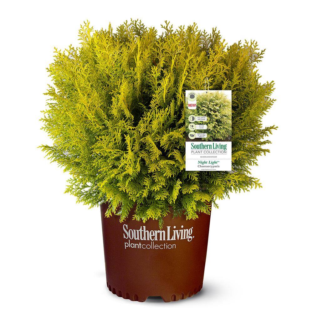 Southern Living Plant Collection 3 Gal. Night Light Chamecypris (False
