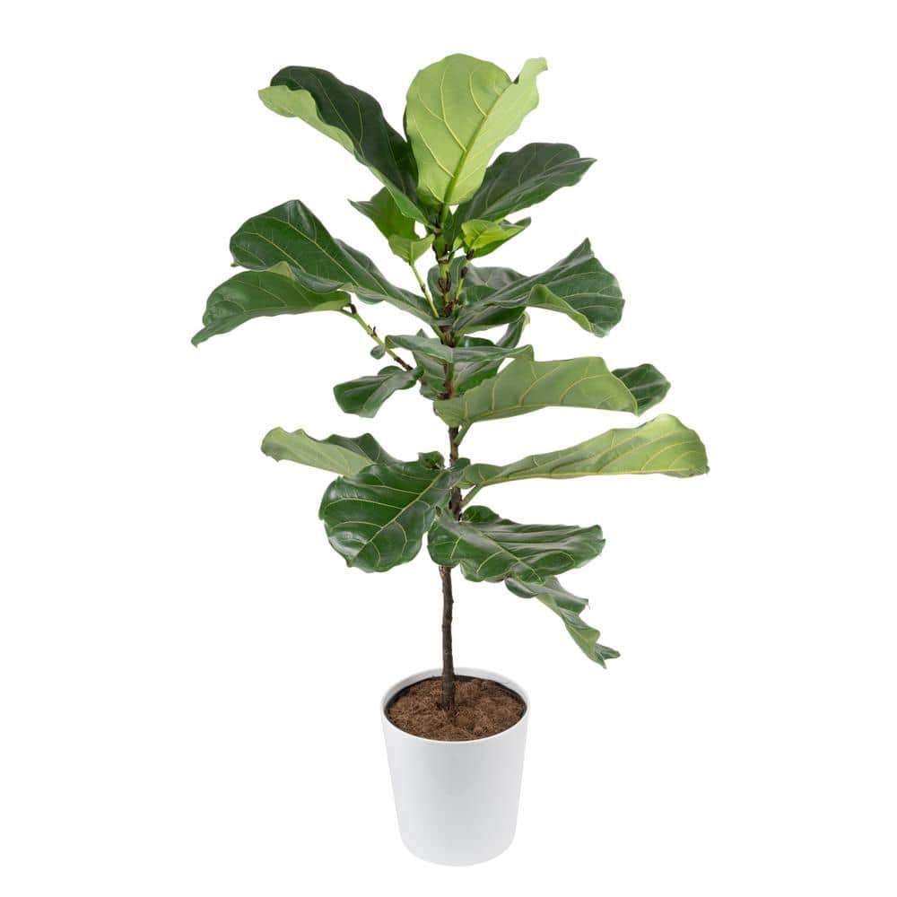 Costa Farms Fiddle Leaf Fig Indoor Plant in 10 in. White Decor Planter ...