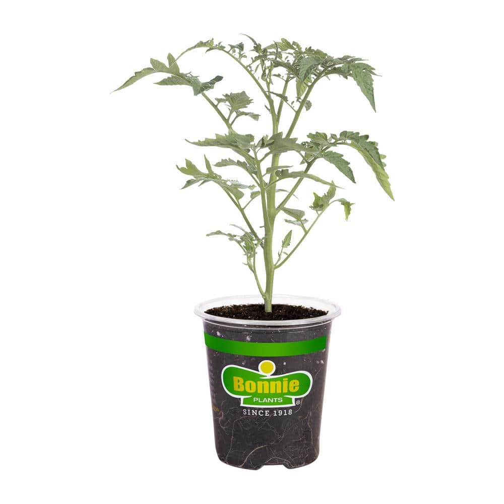 Bonnie Plants 19 oz. Tidy Treats Tomato Plant 0287 - The Home Depot